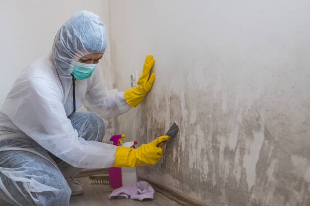 Certified Mold Removal in Pierce City, MO