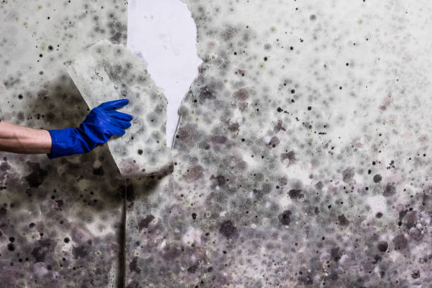 Best Local Mold Removal Service  in Pierce City, MO